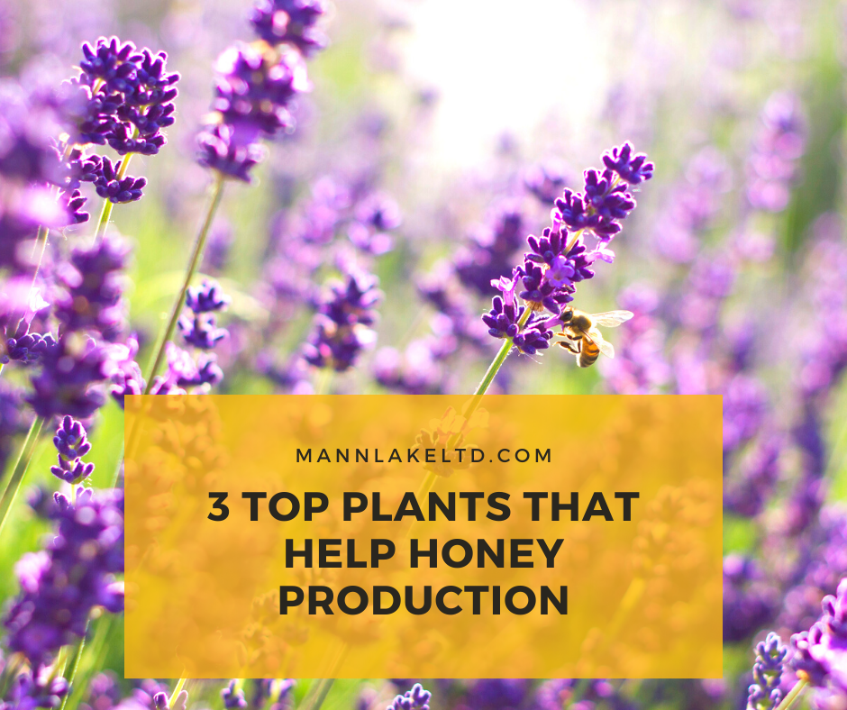 3 Best Plants for Honey Production Mann Lake Bee & Ag Supply