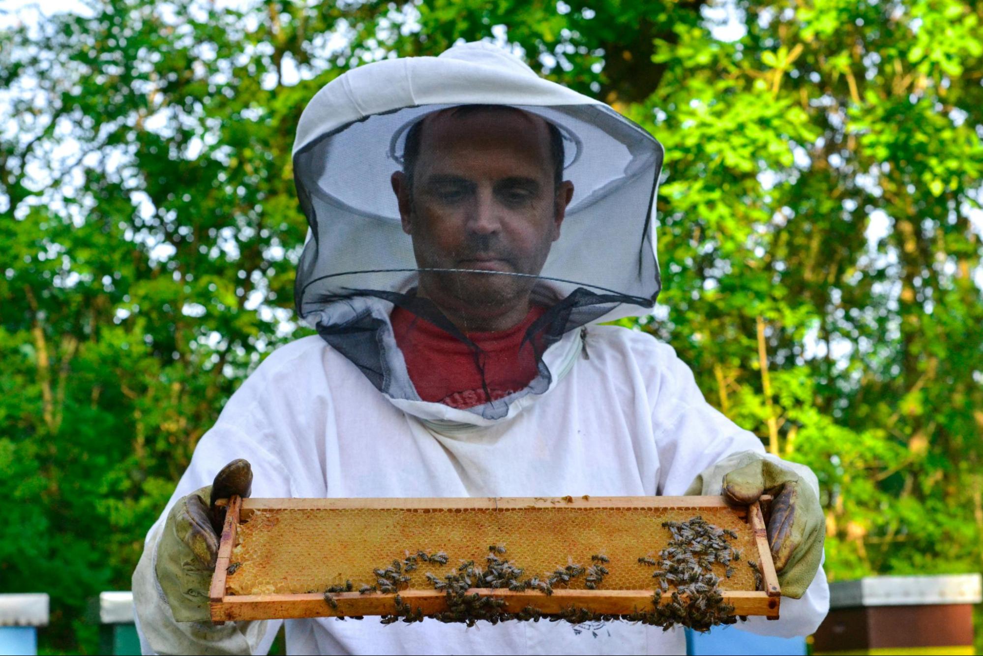 How to Become a Beekeeper