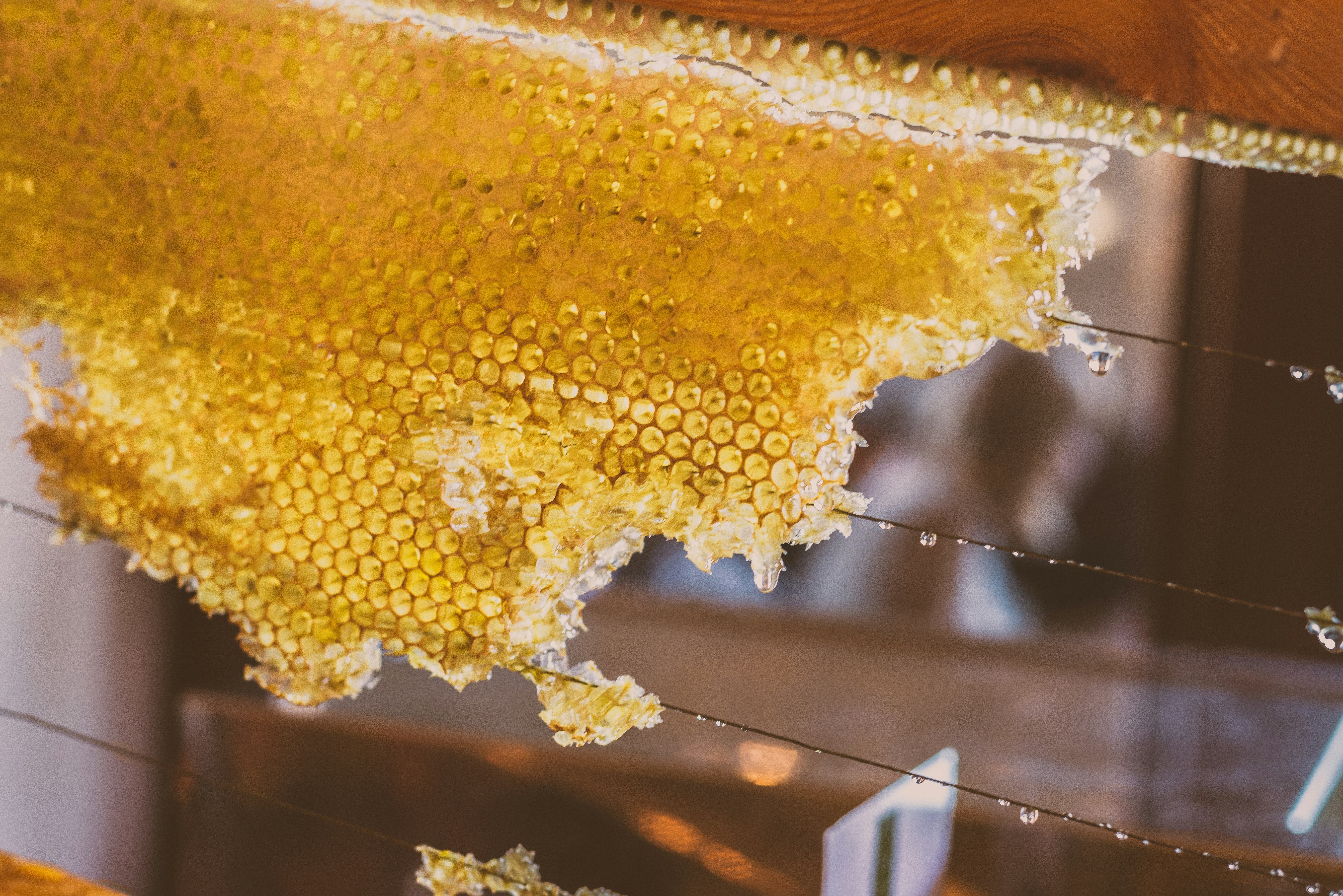 Fresh honeycomb dripping with honey on display