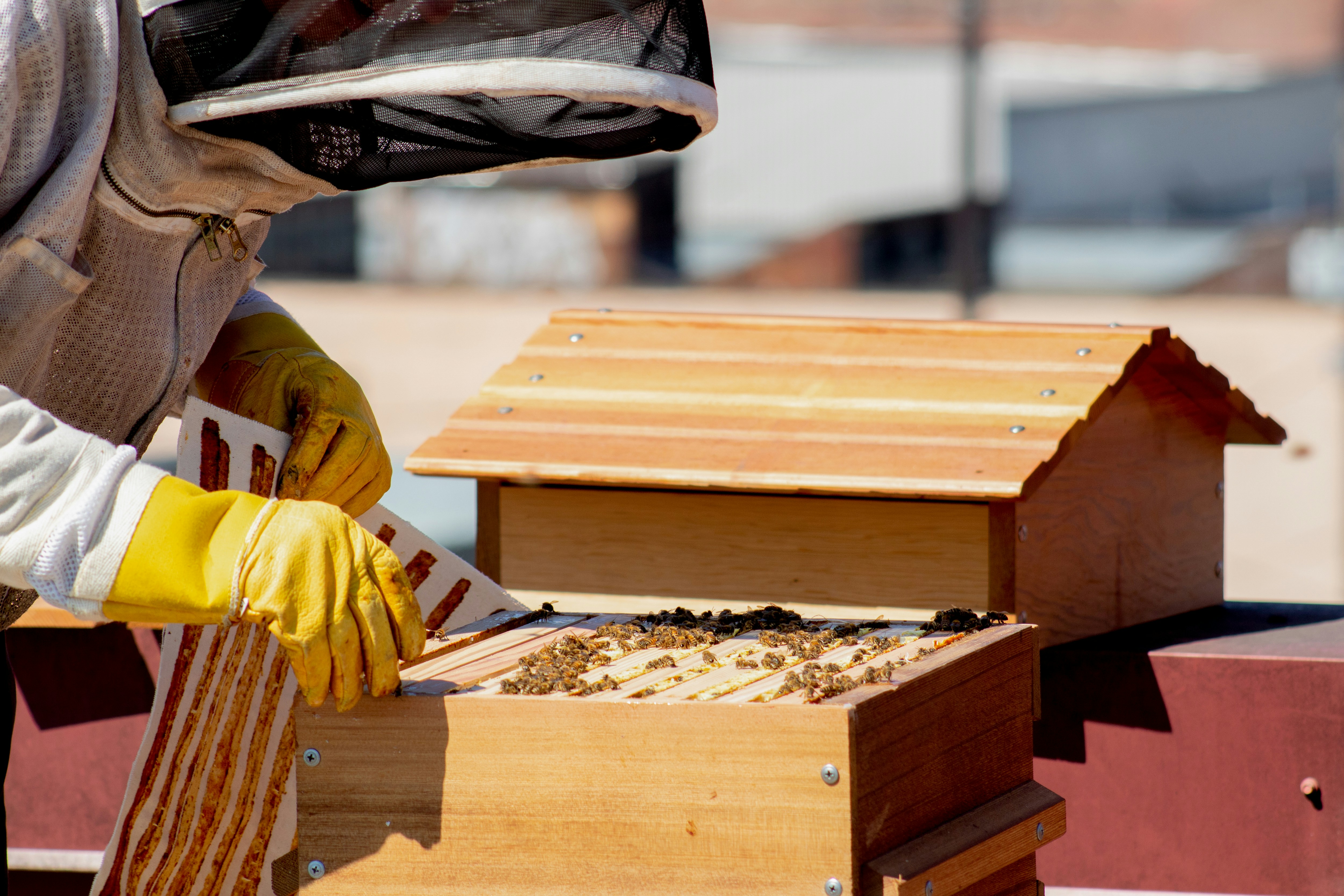 5 Signs of a Strong and Healthy Honey Bee Colony - Mann Lake Bee & Ag Supply
