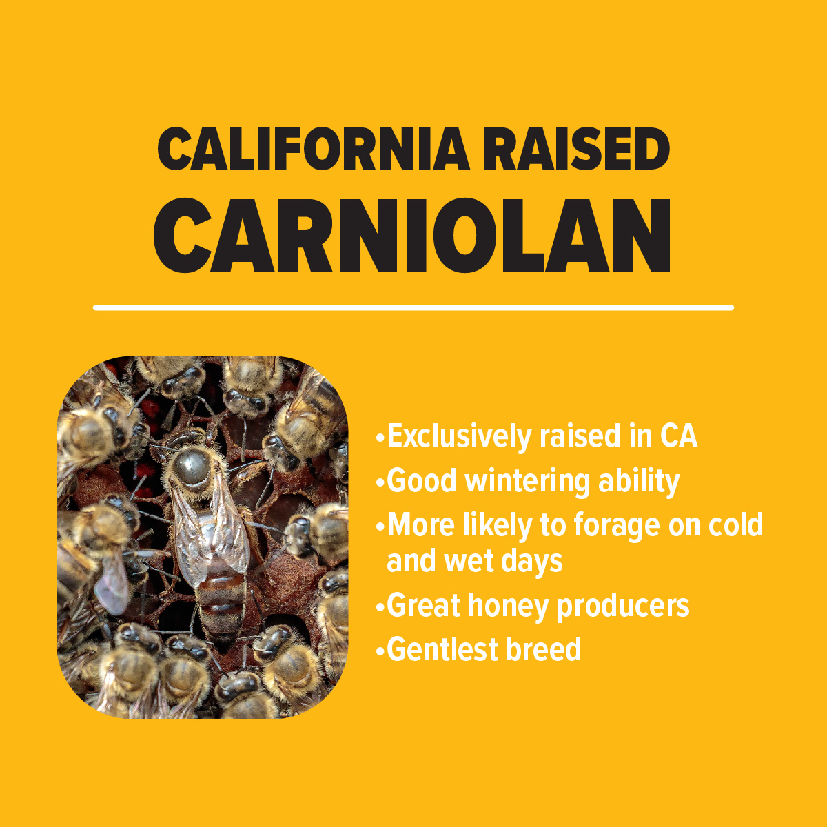 Carniolan Honey Bees