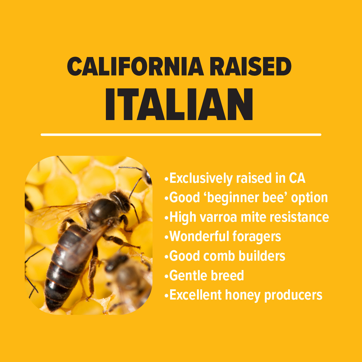 Italian Honey Bees