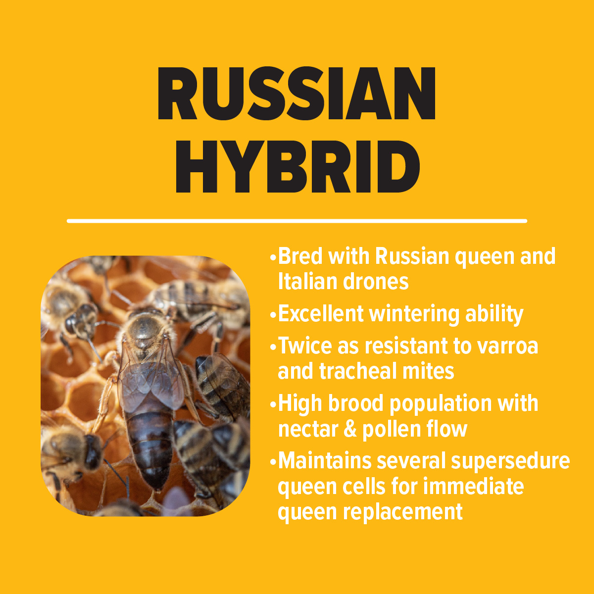 Russian-Hybrid Honey Bees