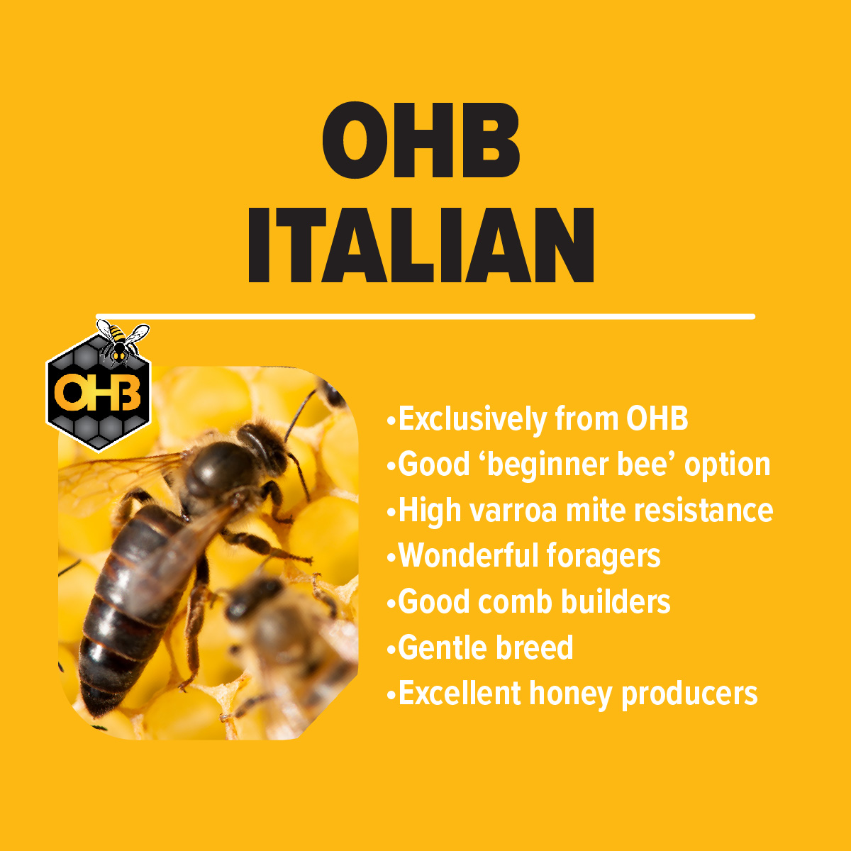 OHB Italian Honey Bees