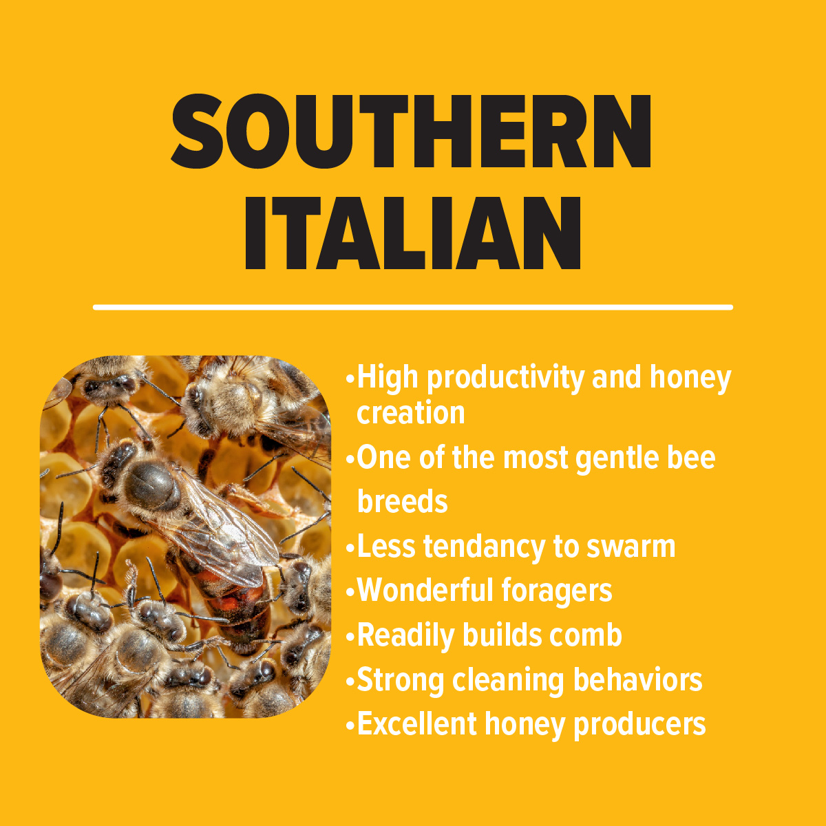 Southern Italian Honey Bees