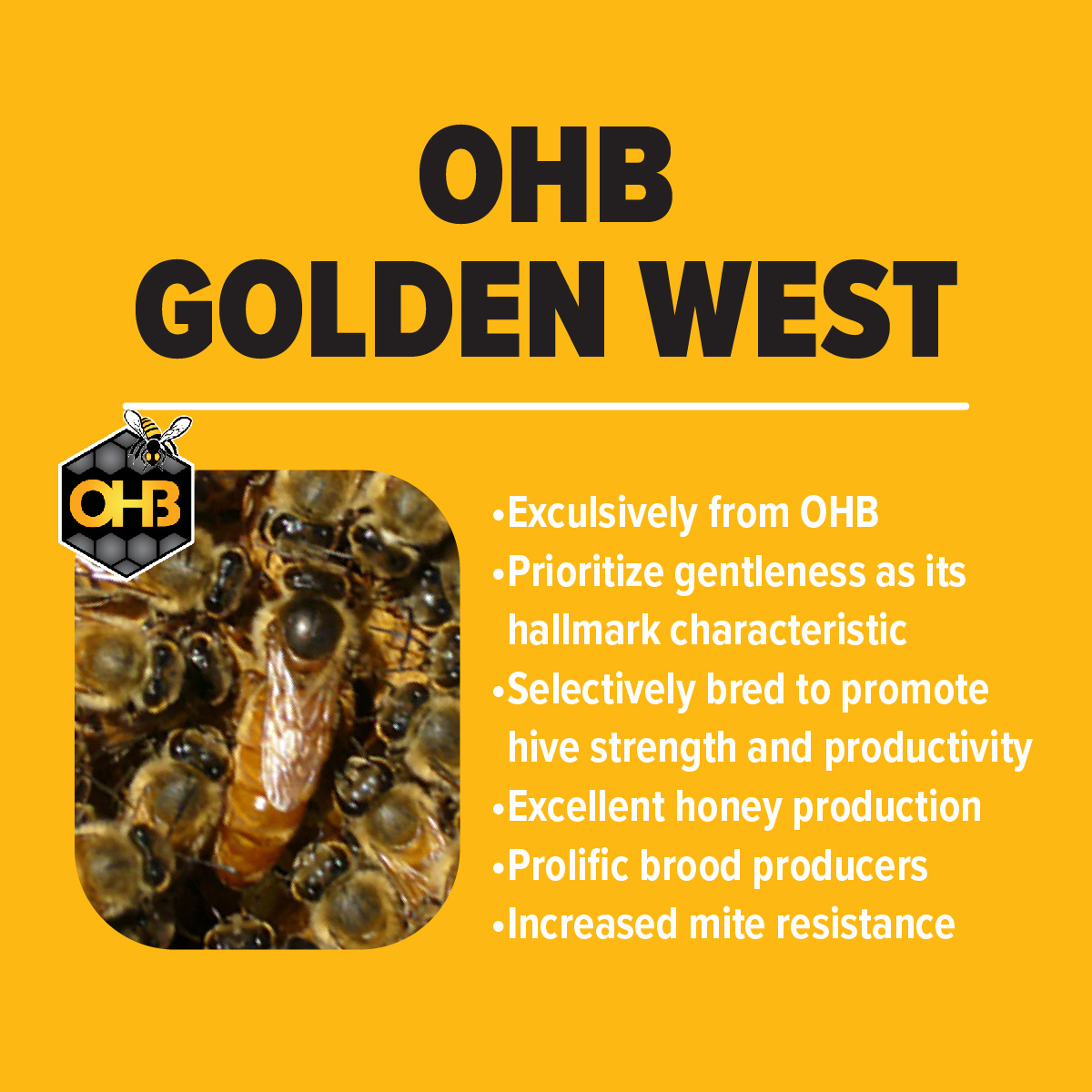 OHB Golden West Honey Bees