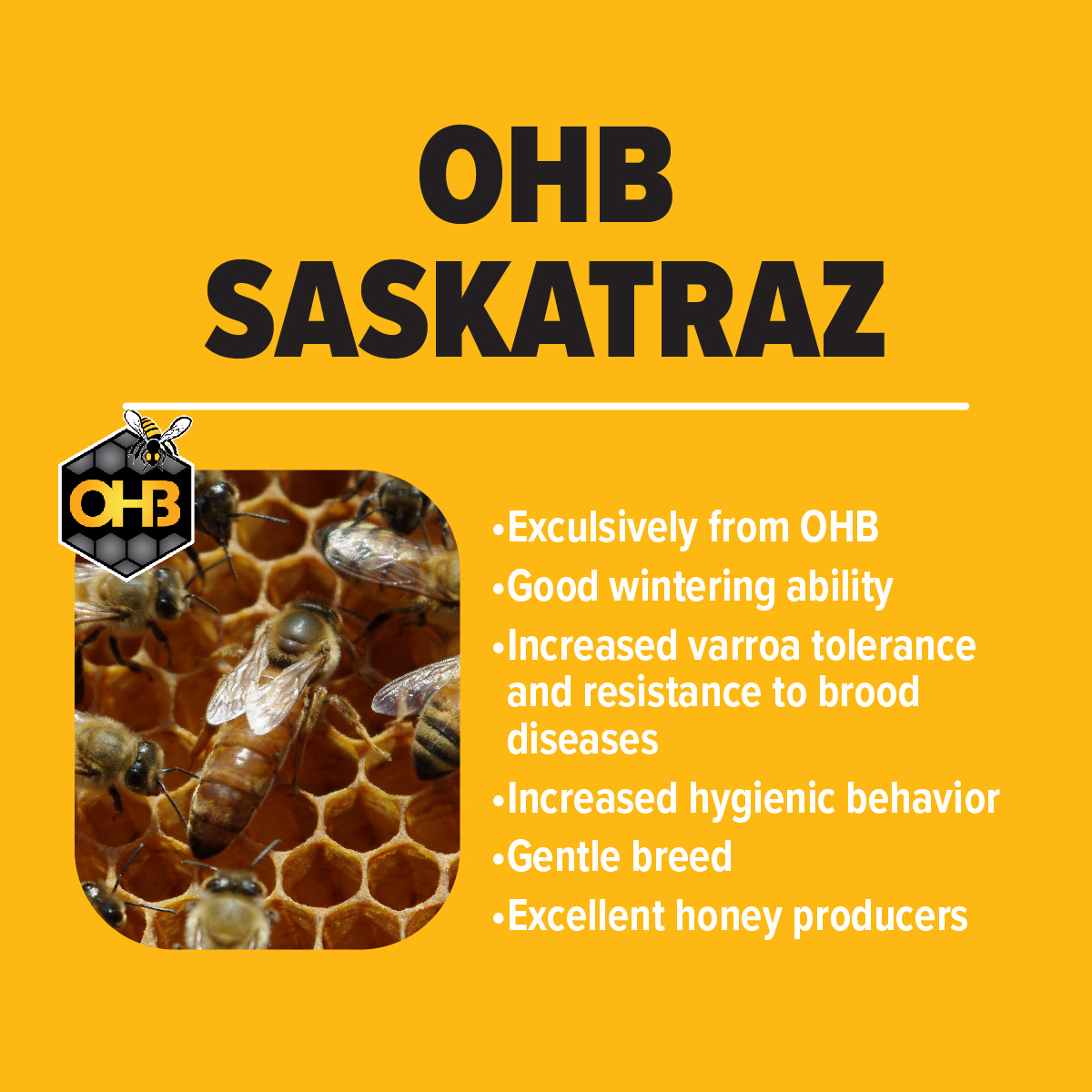 OHB Saskatraz Honey Bees