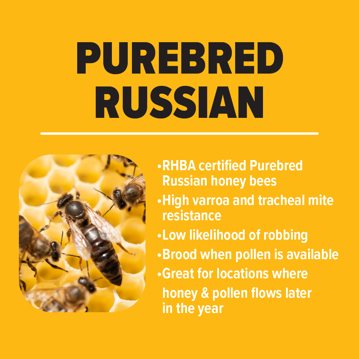 Purebred Russian Honey Bees