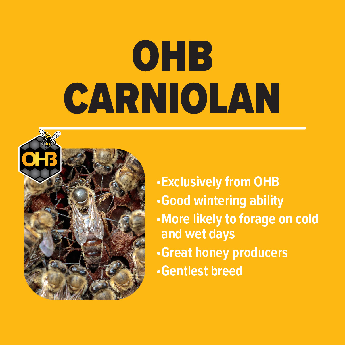 OHB Carniolan Honey Bees