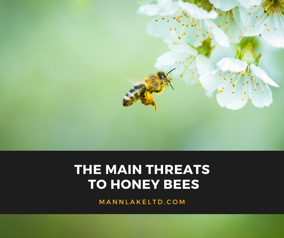 The Main Threats To Honey Bees - Mann Lake Bee & Ag Supply